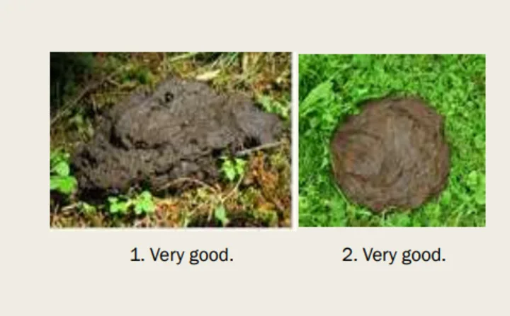 Poop