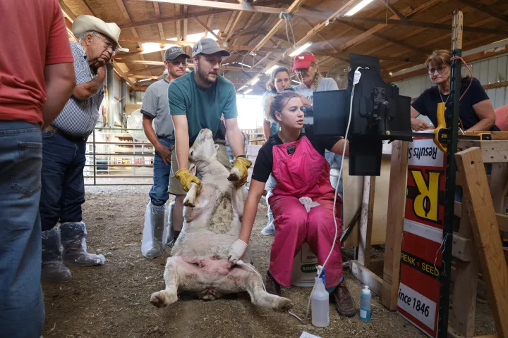 Tipped up Sheep Elle Pregging 3