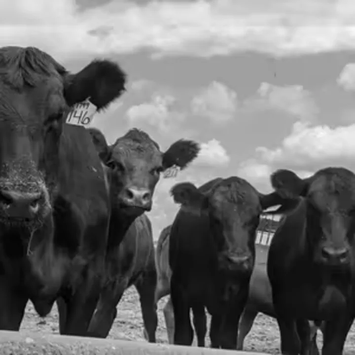 Cows at Bunk Edited  Extended Sky Bw
