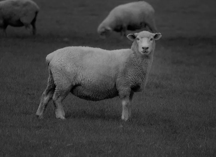 Broadside Sheep Green Field1
