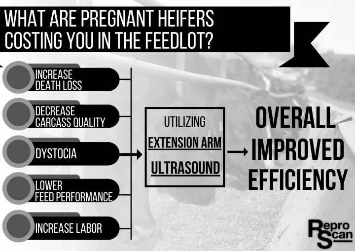 What Are Calving Heifers Costing You 1