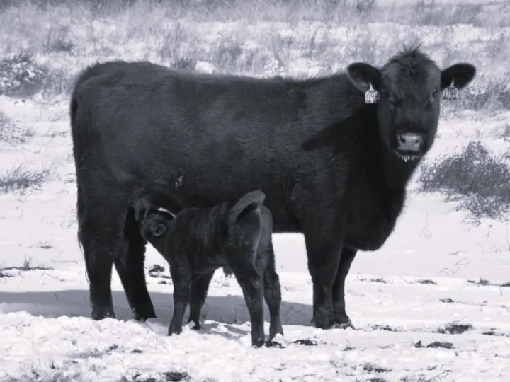 Bt Red Angus Cow Calf Winter Snow