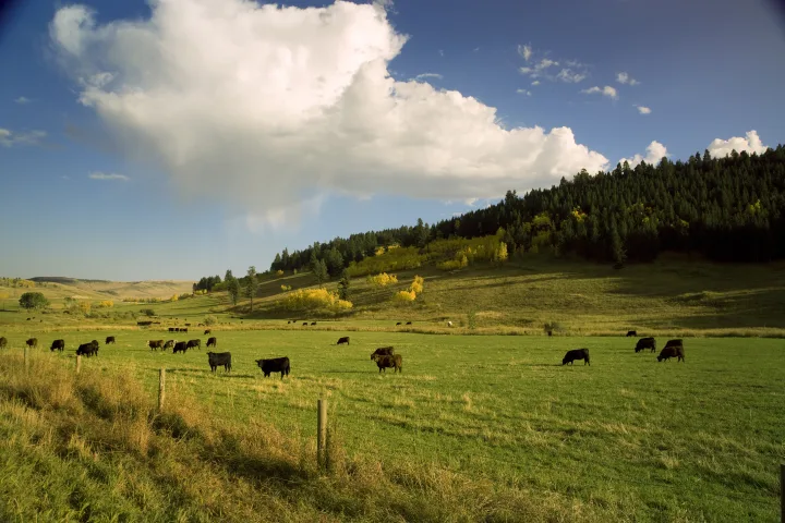 Enjoy Beef in Nova Scotia
