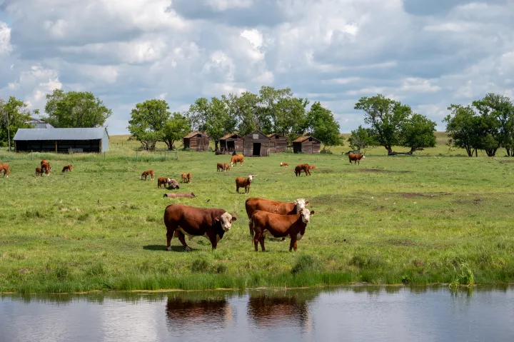Cow-Calf Farming and Ranching