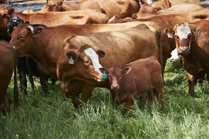 Meet Your NS Farmers and Ranchers