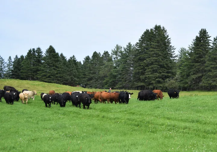 Enjoy Beef in Quebec