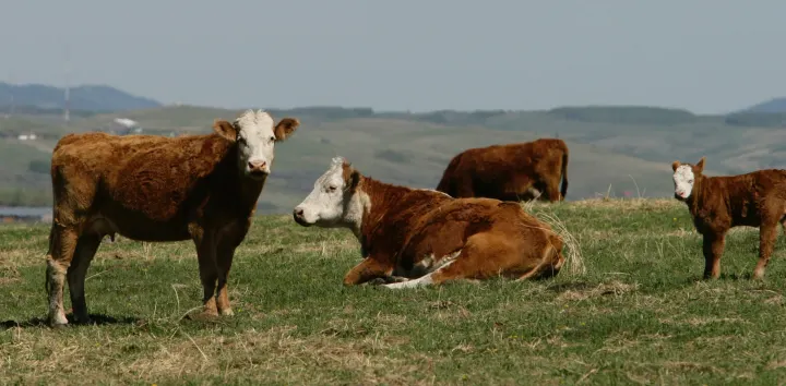 Feeding Farms