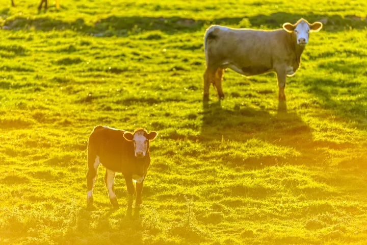 Meet Your PEI Farmers and Ranchers