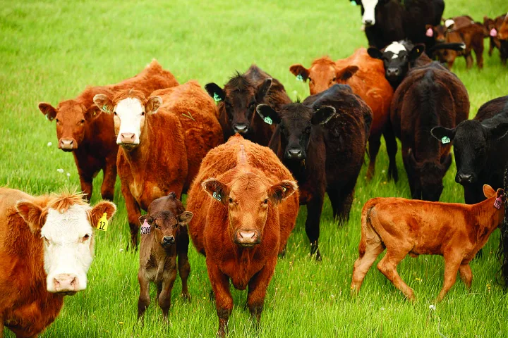 Enjoy Beef in New Brunswick