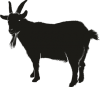 Small Ruminants