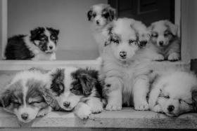 Are You Ready For Christmas Puppies?