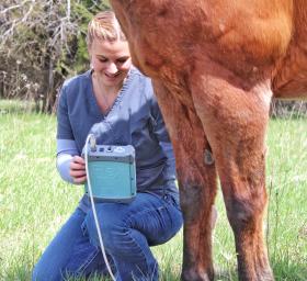 Equine Flexor Tendon Ultrasound