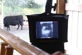 Tips, Tricks and Techniques - Adjusting Your Ultrasound Unit to Get the Best Image