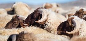 Application of ReproScan ultrasound equipment in the reproductive management of sheep and goats.
