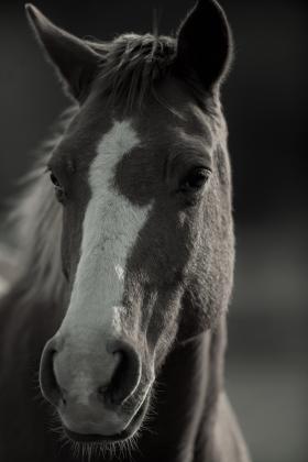 Are You Ready for Equine Season? - Settings Tips