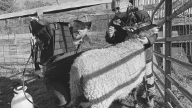 Using Small Ruminant Ultrasound to Build Your Practice
