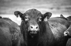 Breeding Season: How Long is Too Long
