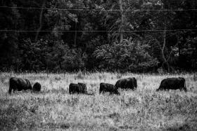 Tips, Tricks, and Techniques- Scanning Deep Bodied, 2nd Trimester Cows