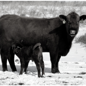 Late Season Pregnancy Checks