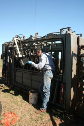 Customer Feature - Hutson Angus