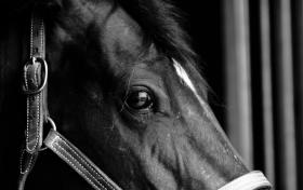 Equine/Bovine Sonographic Evaluation of the Orbital Space and Eye