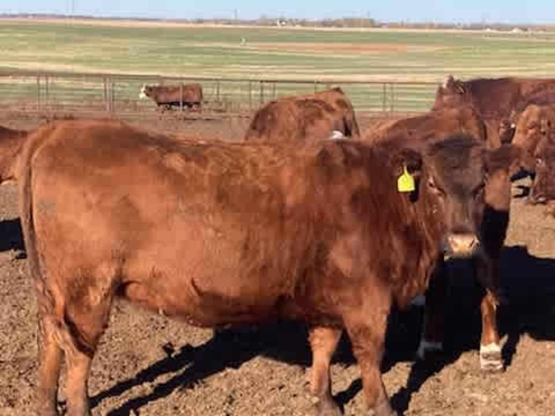 Local Rhodes Ranch RHODES RANCH (KEITH RHODES)