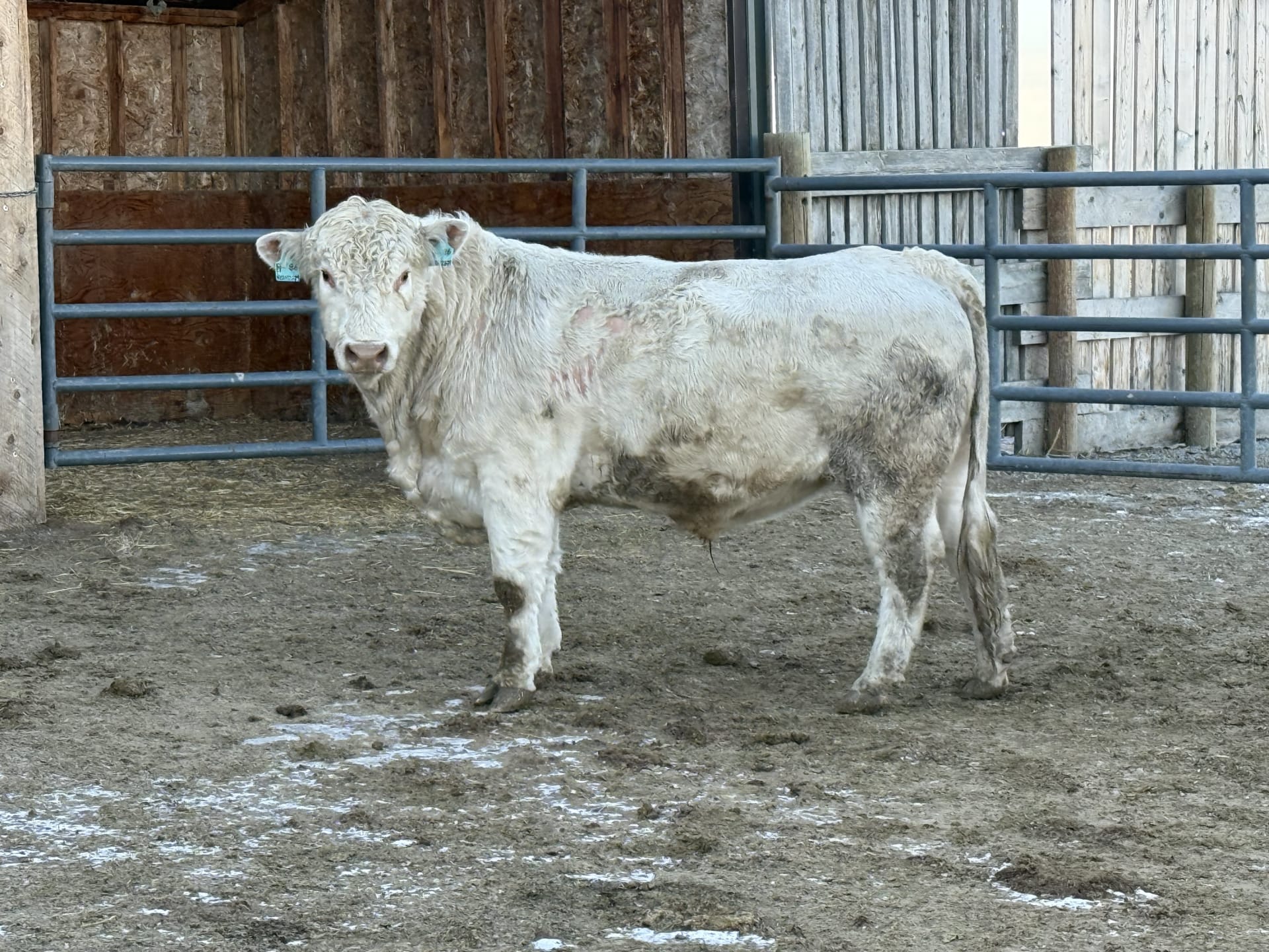 Bulls Hit Ranch HICKEN RANCH BULLS
