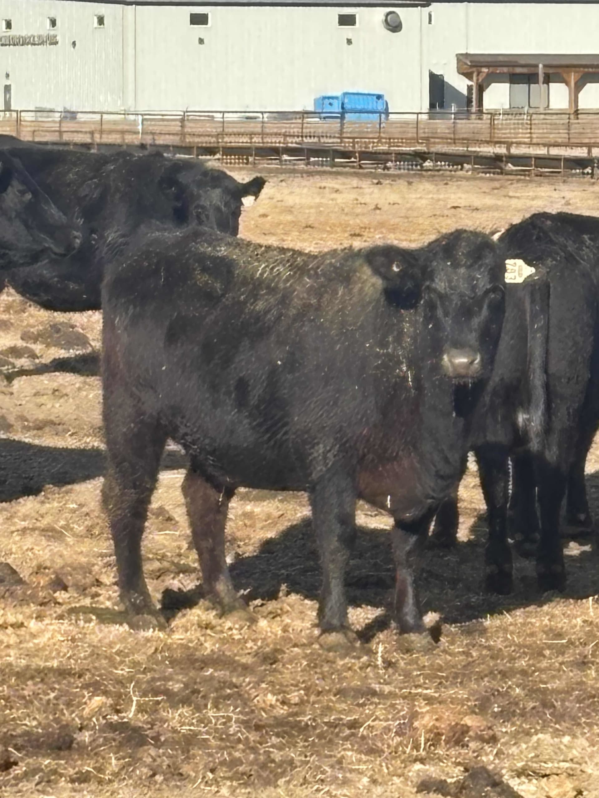 RIDGE RANCH