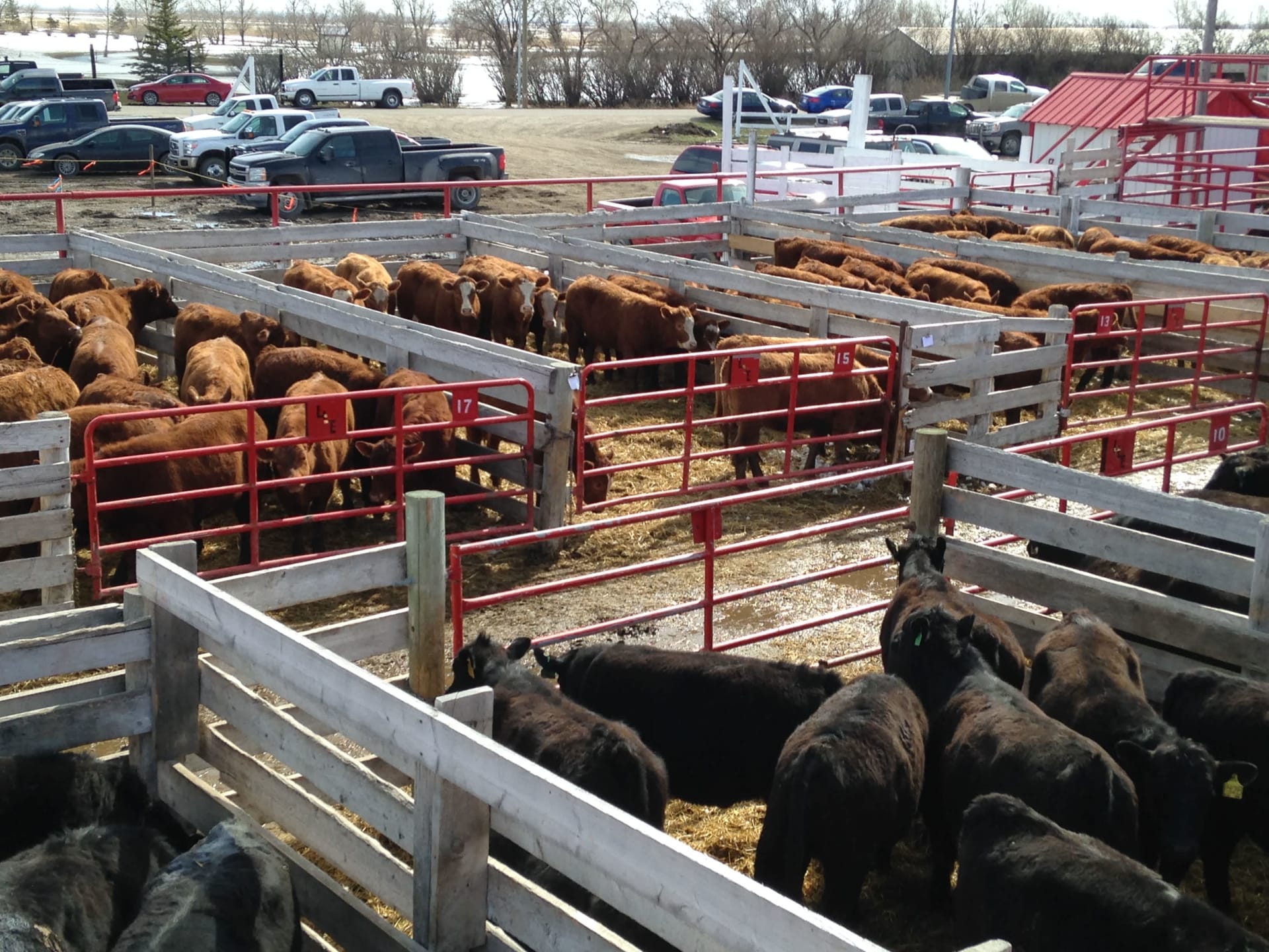 REGULAR SALE STARTING AT 9:00 AM , SELLING CALVES, YEARLINGS, COWS AND ...