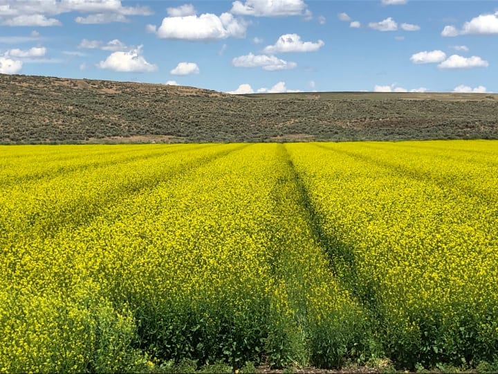 Hybrid Mustard Seed Production