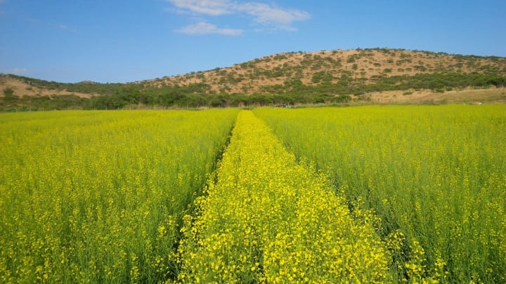 Hybrid Canola Seed Production