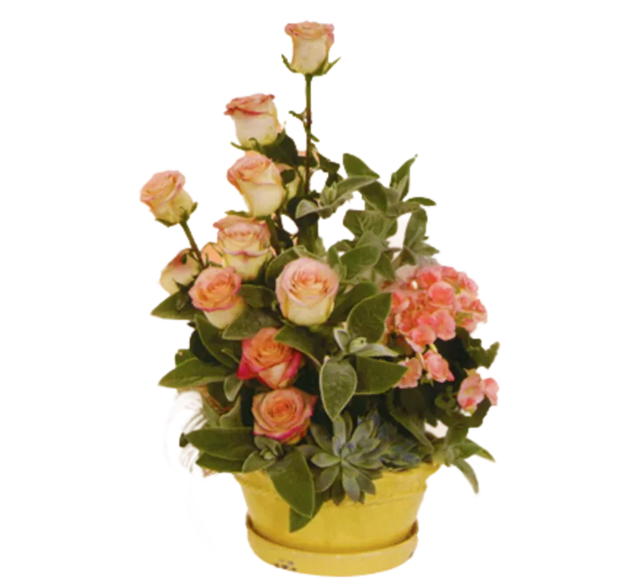 Plants and Flowers