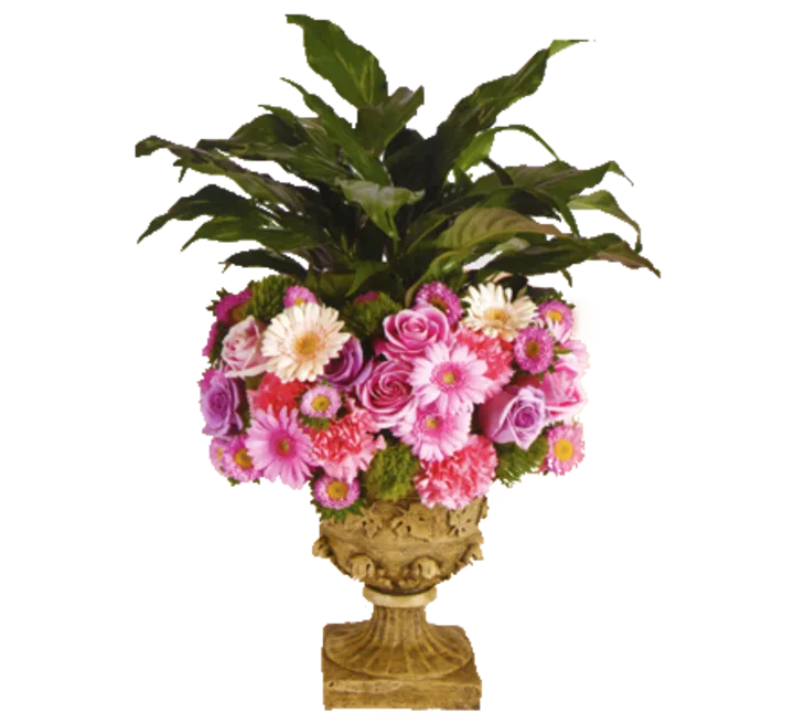 Flower-Rimmed Plant