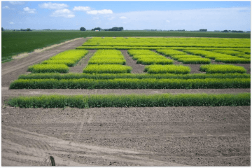 Experimental Seed Production Image