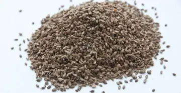 Hybrid Carrot Seed Image