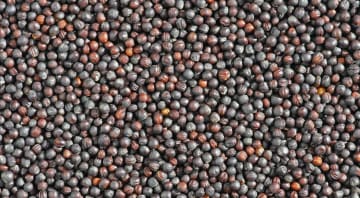 Hybrid Canola Seed Production Image