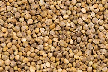 Hybrid Spinach Seed Image