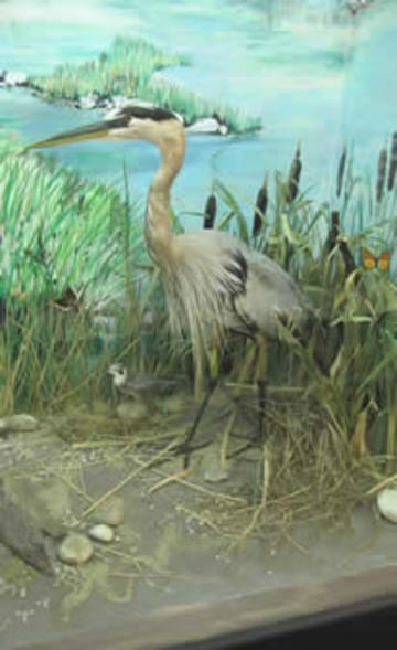 The Great Blue Heron