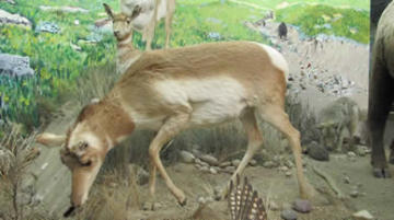 The Pronghorned Antelope