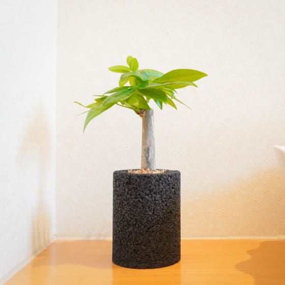 エコ ポチneoシリンダー パキラ Eco Pochi エコ ポチ Tanp タンプ エコ ポチneoシリンダー パキラ Eco Pochi エコ ポチ Tanp タンプ