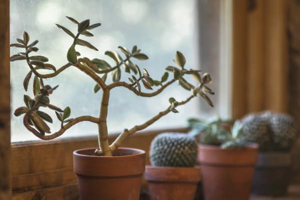 新築祝いのプレゼントに観葉植物を贈ろう Tanp タンプ