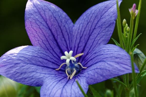 母の日に贈る花は何が人気 Tanp タンプ