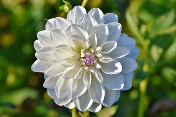 母の日に贈る花は何が人気 Tanp タンプ