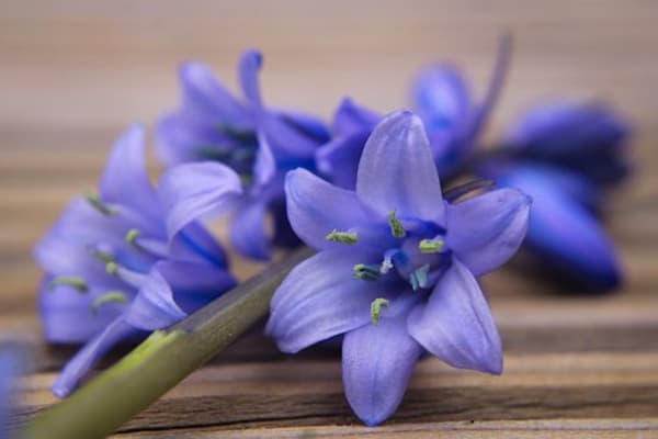 母の日に贈る花は何が人気 Tanp タンプ