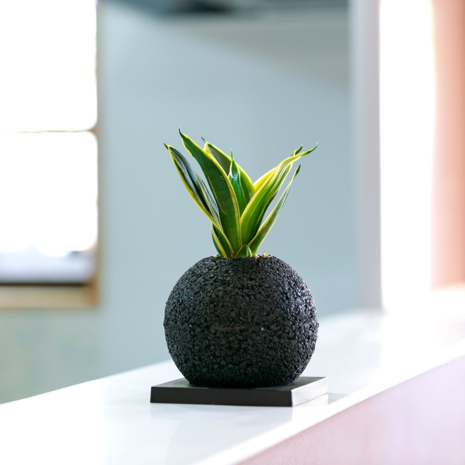 引っ越し祝いで観葉植物は迷惑 縁起の良い観葉植物や贈るときの注意点まとめ