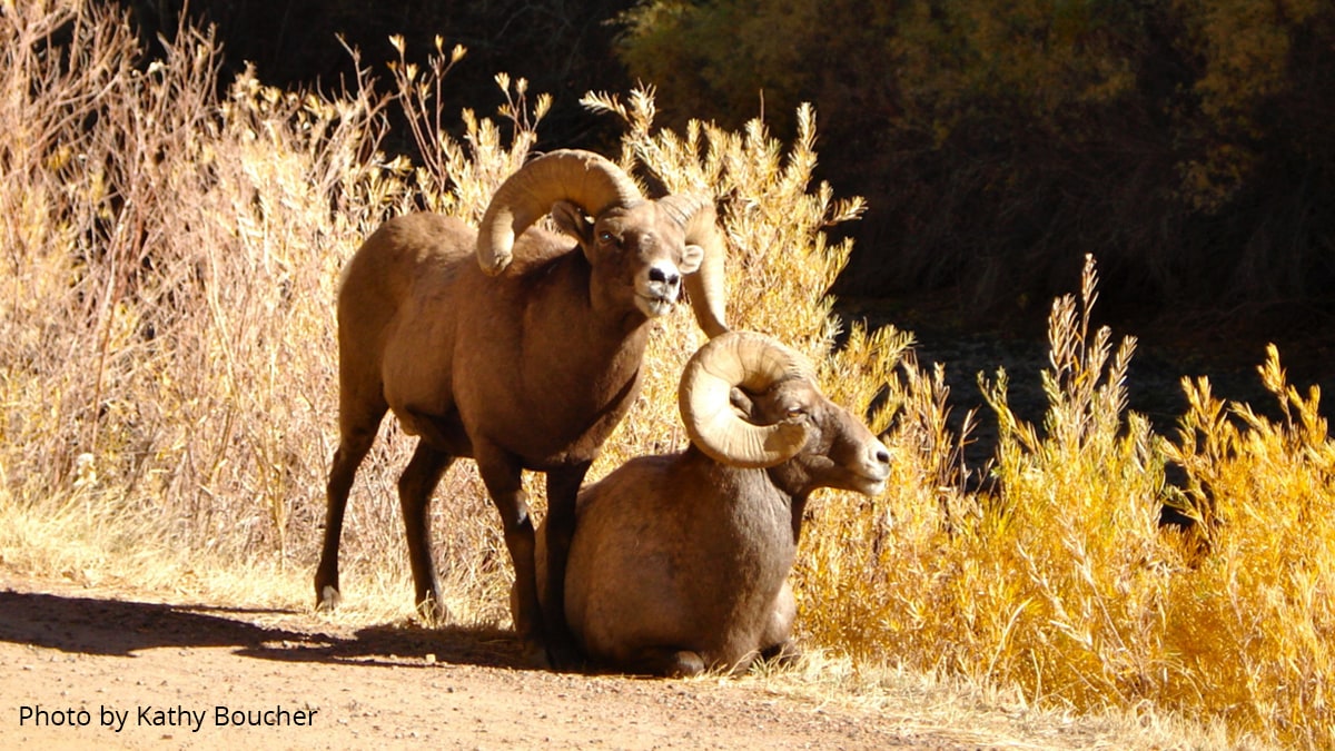 About Colorado Wildlife Federation