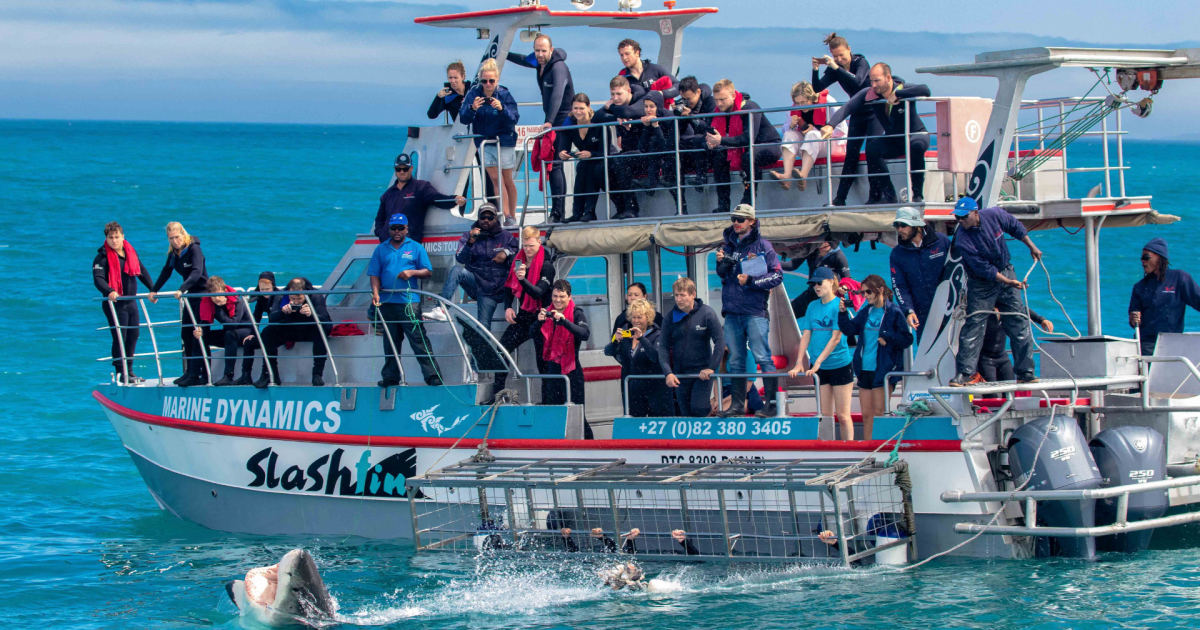 Win an exclusive Shark Experience in South Africa for two people, with