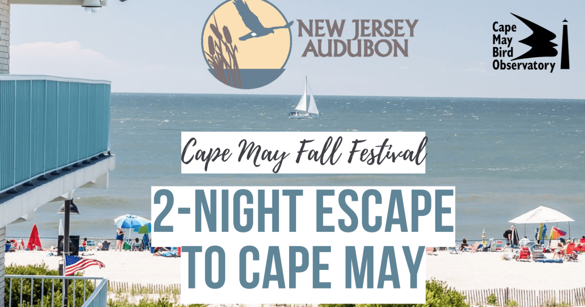 Cape may audubon outlet