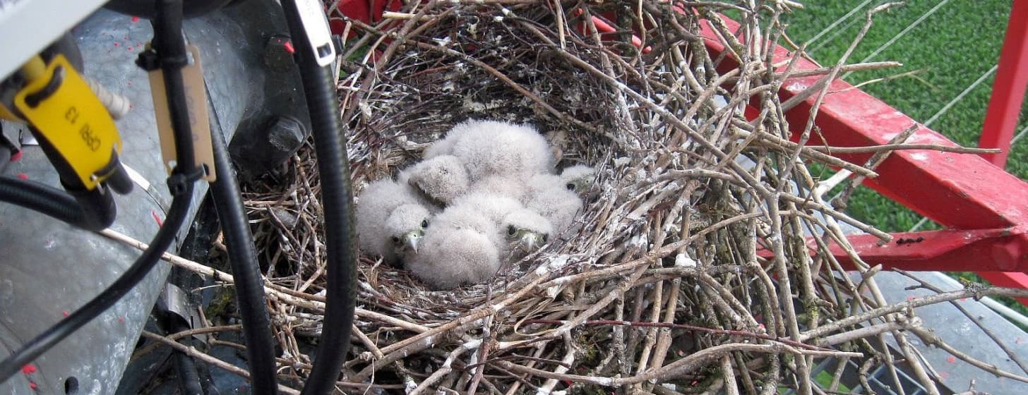 Turmfalken brüten auf 5G Mast