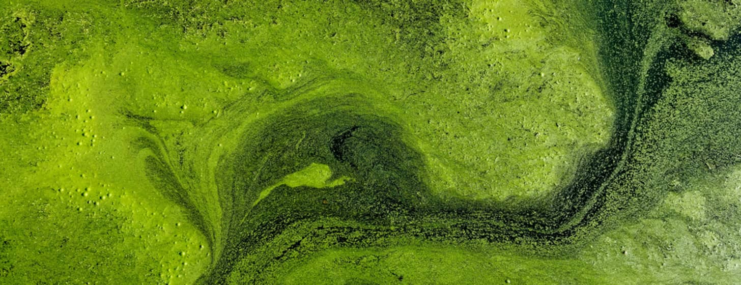 Stromerzeugung durch Blaualgen: Bakterienkulturen als alternativer Energieträger der Zukunft?